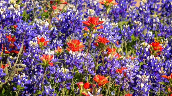 Flores silvestres de primavera no centro do Texas - fundo — Fotografia de Stock