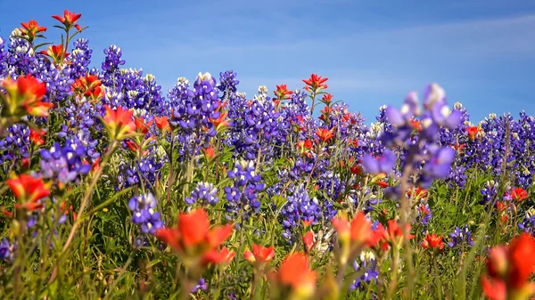 Květy v Texaské vrchovině - bluebonnet a indické paintb Stock Obrázky