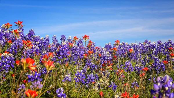 Campo de flores silvestres de primavera de Texas - Bluebonnets y pintura india Imagen de archivo