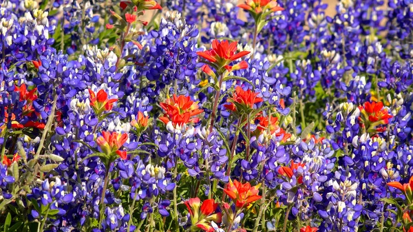 Весенние лесные цветы в Центральном Техасе - фон Лицензионные Стоковые Изображения