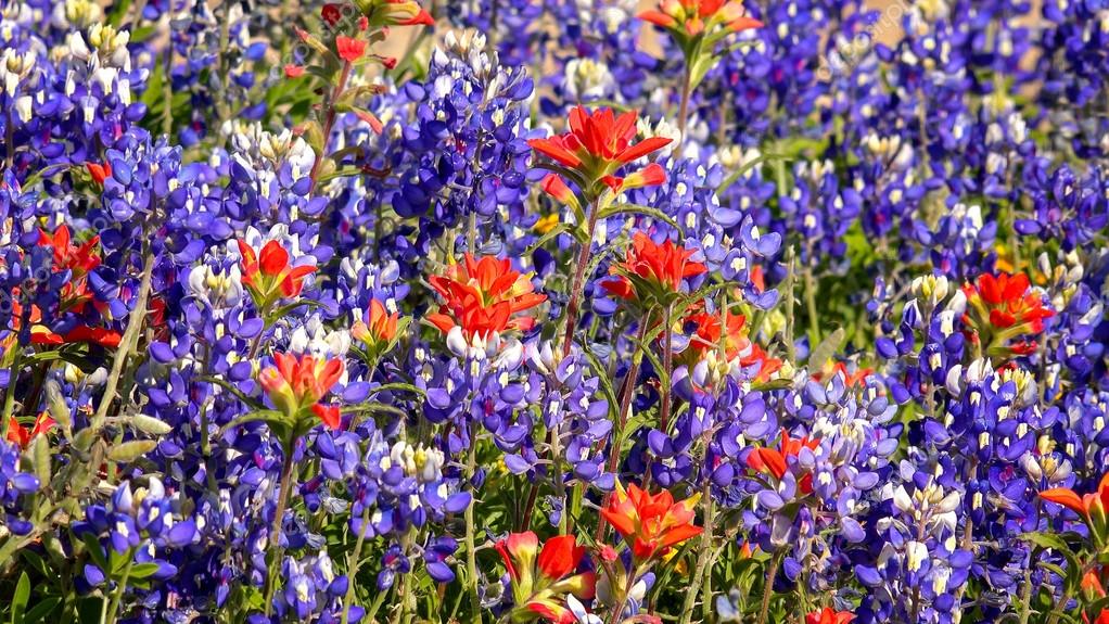 Spring Wildflowers in Central Texas background — Stock Photo