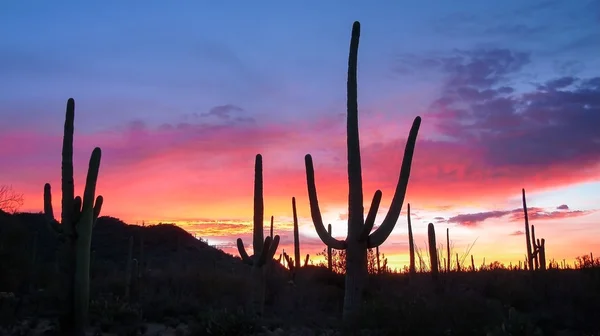 Saguaro Sunrise — Φωτογραφία Αρχείου