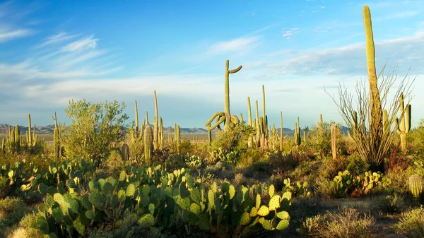 Paisagem do parque nacional saguaro — Fotografia de Stock
