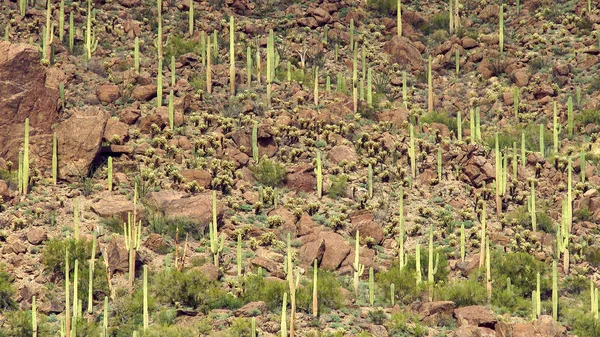 Paisaje cubierto del desierto de Saguaro — Foto de Stock