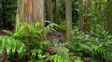 Rainbow Eucalyptus Trees in Hawaiian Rainforest clipart