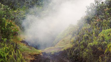 Steam Rising From Vent in Jungle at Hawaii Volcanoes National Pa clipart