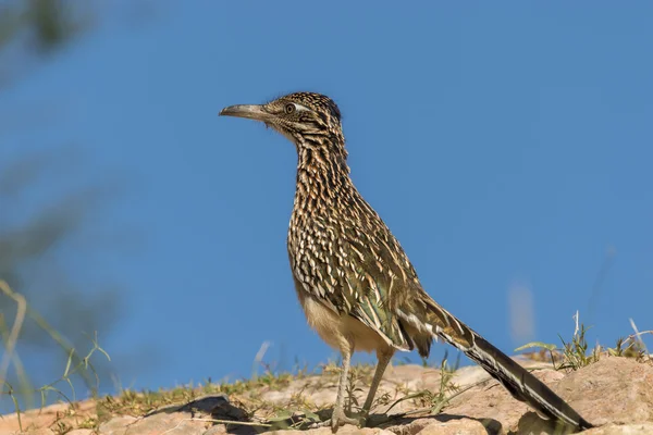 Roadrunner in der Wüste — Stockfoto