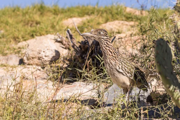 Roadrunner no deserto — Fotografia de Stock