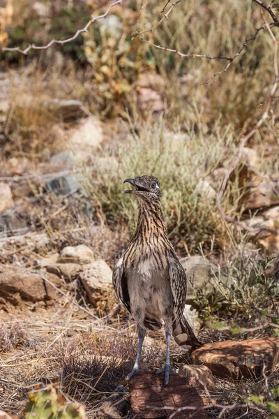 Roadrunner in der Wüste — Stockfoto