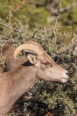 Çöl Bighorn koyun Ewe