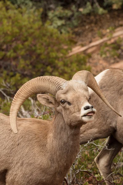 Woestijn Bighorn schapen Ramin sleur — Stockfoto