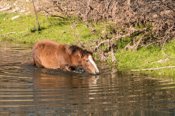 twildlife