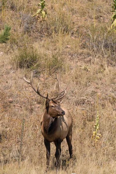 Alce toro durante il solco — Foto Stock