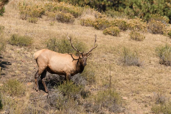 Bull Elk tijdens de Rut — Stockfoto