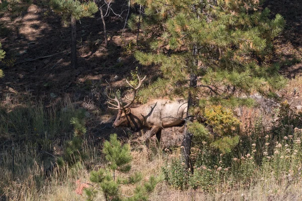 Bull elk During the Rut — Stock Photo, Image
