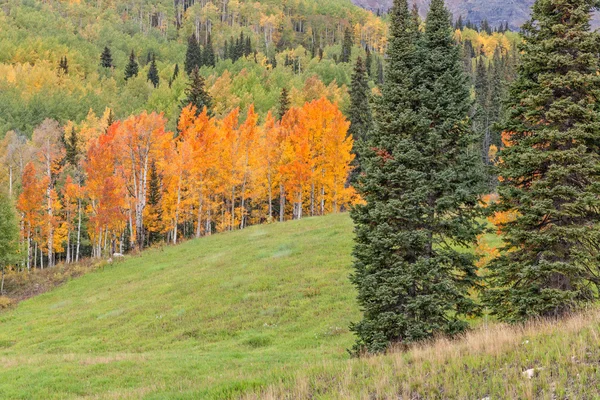 Łąki górskie jesienią — Zdjęcie stockowe
