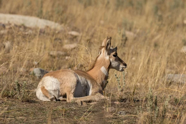 Fawn Pronghorn antilope letti — Foto Stock