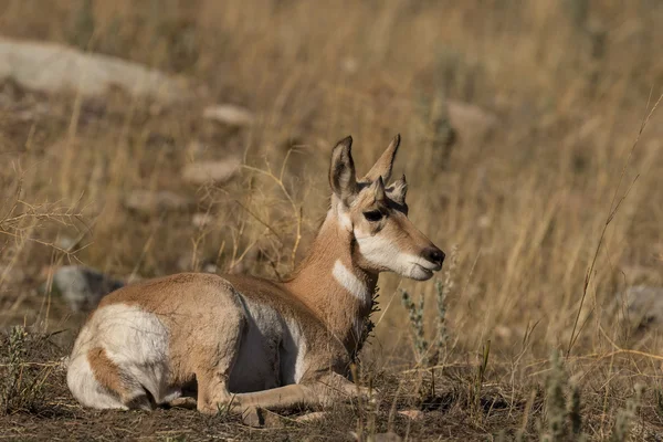 Fawn Pronghorn antilope letti — Foto Stock