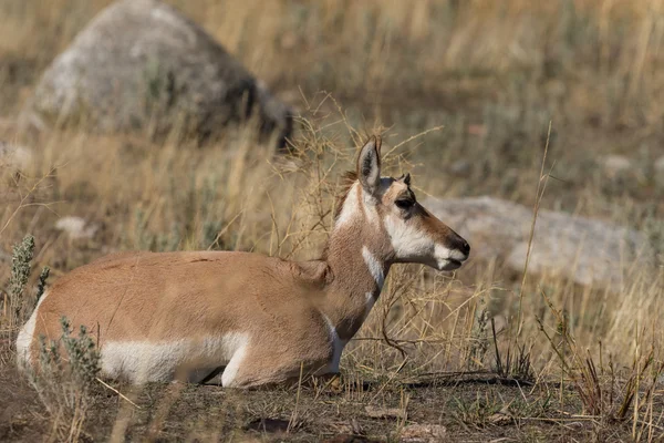 Pronghorn Antelope Doe Camas —  Fotos de Stock