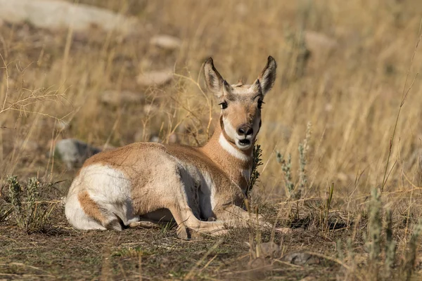 Gaffelbok Antelope Fawn bedden — Stockfoto