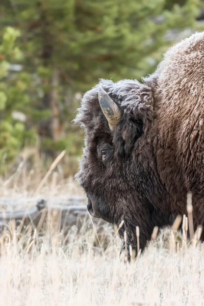 Bison Bull en la mañana helada — Foto de Stock