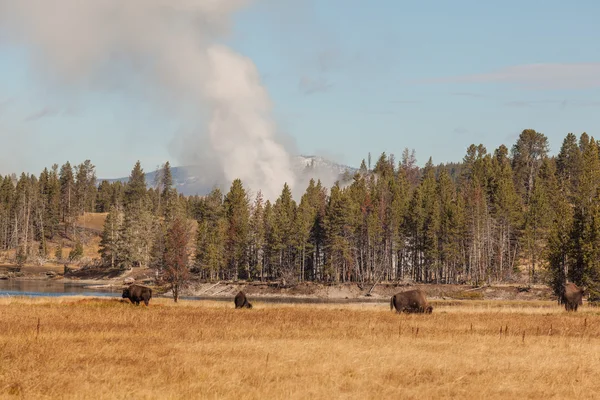 Bisonte y géiseres Yellowstone N.P. . — Foto de Stock