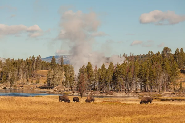 Bisonte y géiseres Yellowstone N.P. . — Foto de Stock