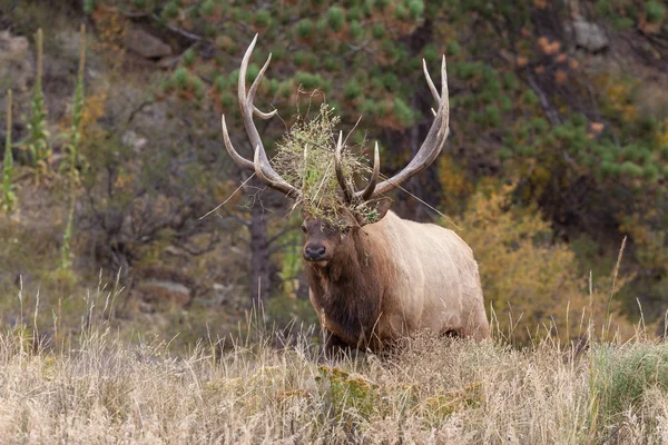 Mechanický býk elk — Stock fotografie