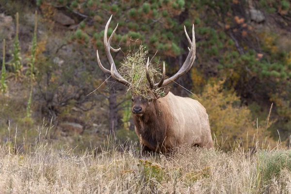 Rutting Bull Elk — Stock Photo, Image