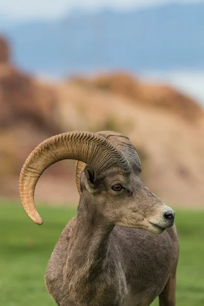 Desert Bighorn Sheep ram — Stock Photo, Image