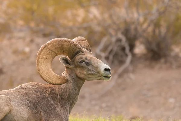 Öken bighorn sheep ram — Stockfoto