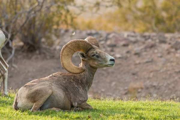 砂漠の bighorn ヒツジの ram — ストック写真