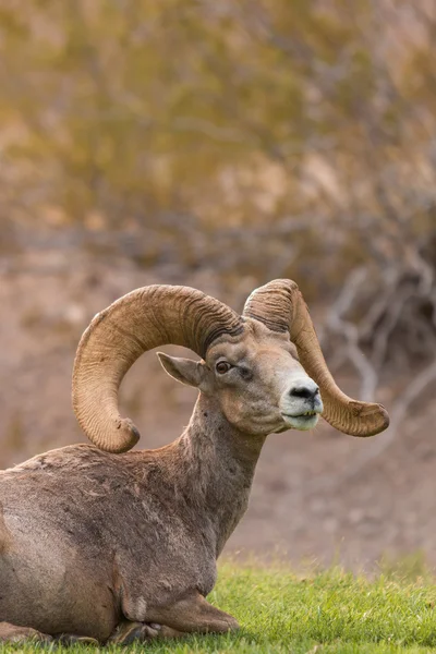 Rama di pecora del Bighorn del deserto — Foto Stock