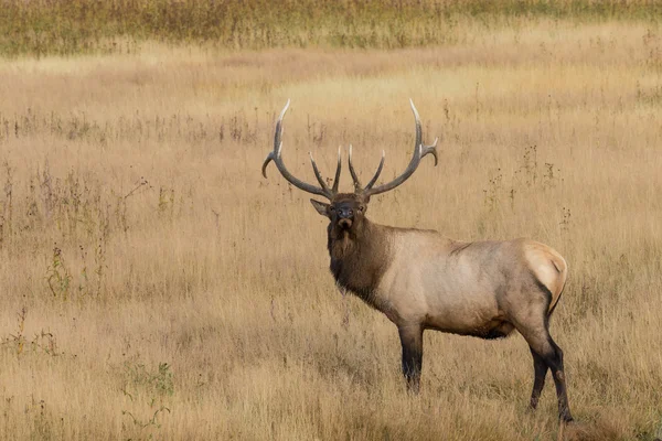 Bull Elk in Meadow — Stock Photo, Image