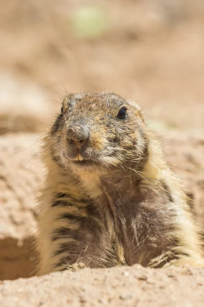 Leuke prairie hond — Stockfoto