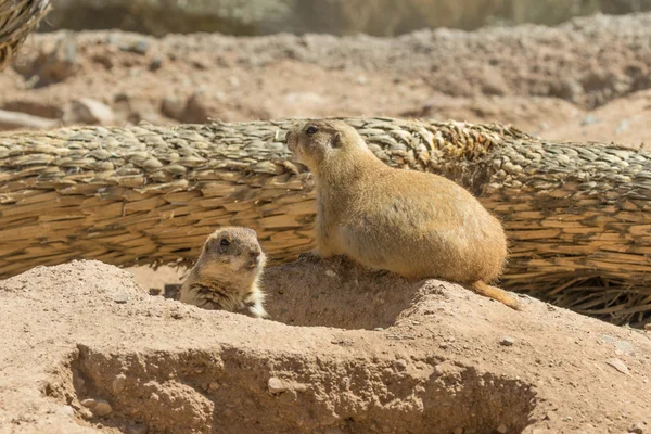 Cute Prairie Dogs — Stock Photo, Image