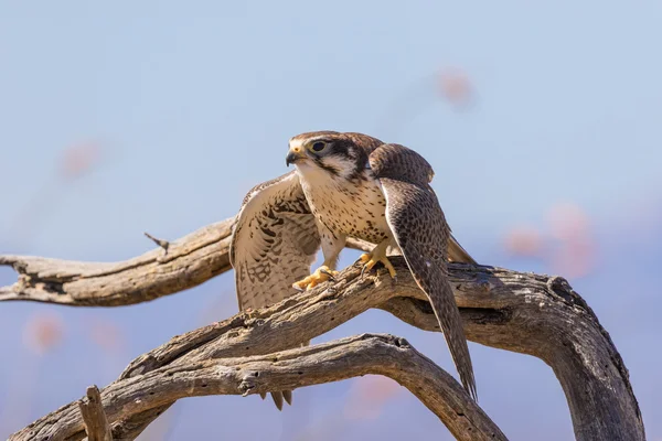 Prairie Falcon on Branch — Stock Photo, Image