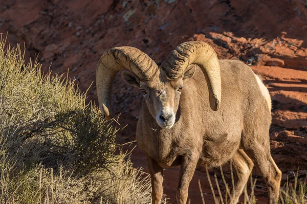 Desierto Bighorn carnero —  Fotos de Stock