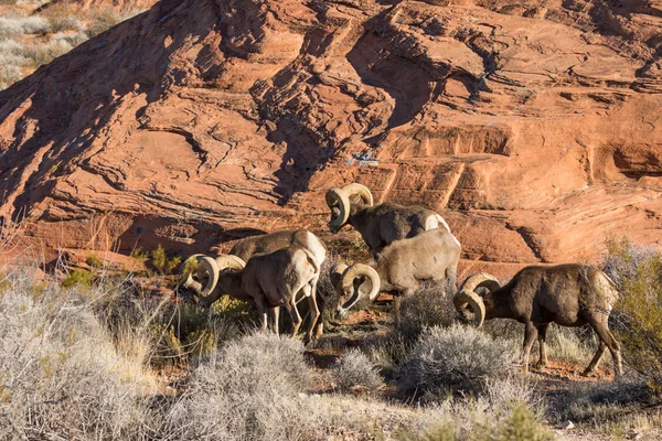 Desert Bighorn Sheep Rams — Stock Photo, Image