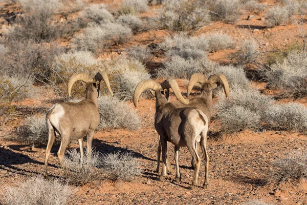 Desert Bighorn Sheep Rams