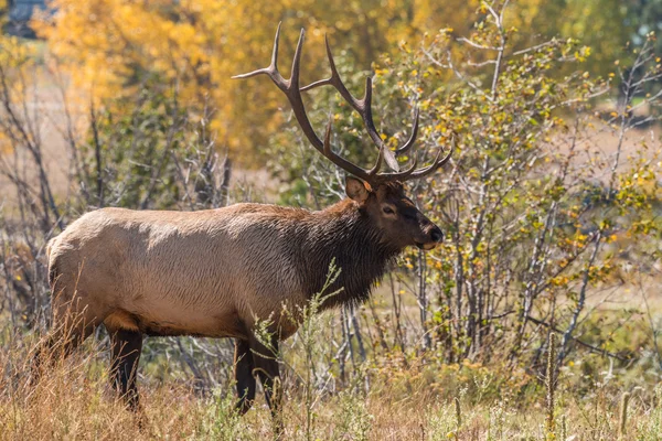 Le wapiti dans la rouille d'automne — Photo