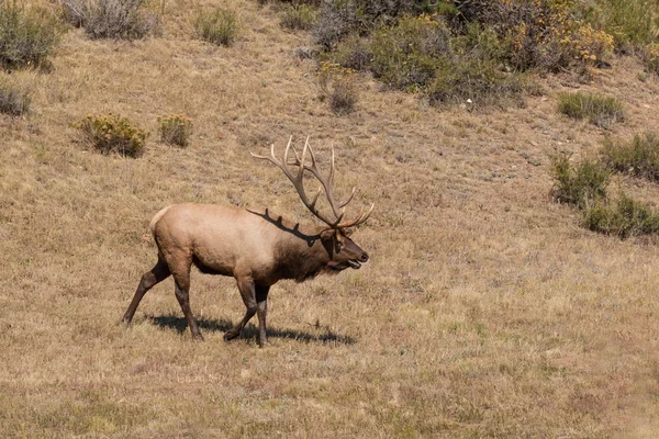 Bull Elk in the Fall Rut — Stock Photo, Image