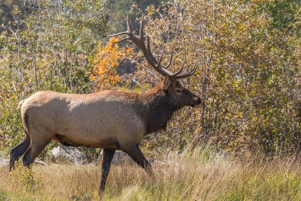 Bull Elk in the Fall Rut — Stock Photo, Image