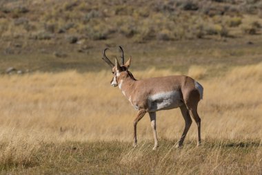 Boynuzlu antilop Buck