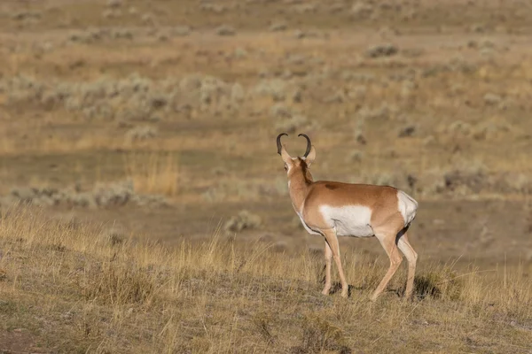 Pronghorn antielope buck — Photo