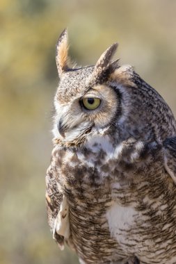 Büyük Boynuzlu Baykuş