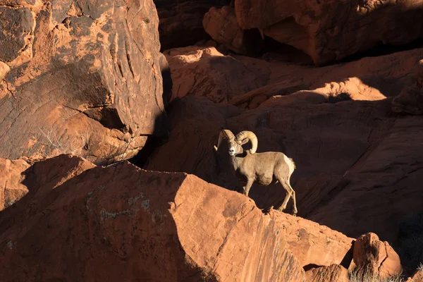 Öken bighorn sheep ram — Stockfoto