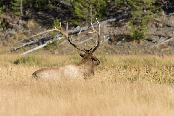 Bull Elk Bedded — Stock Photo, Image
