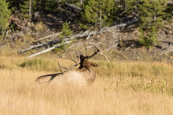 Bull Elk Bedded — Stock Photo, Image