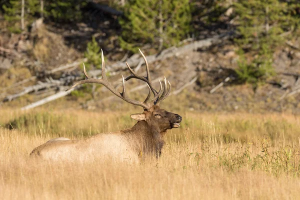 Lit de wapiti taureau — Photo